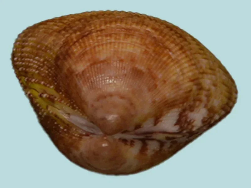 Acrosterigma macullosum (21.95mm)