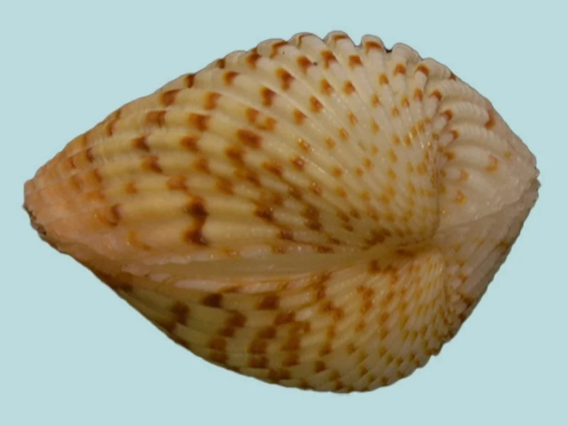 Cardites bicolor ( 32.73 mm )