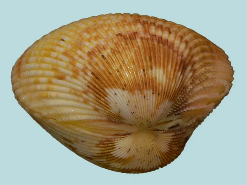 Acrosterigma Discus ( 80.21mm )