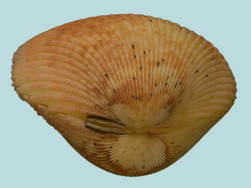 Acrosterigma Discus (52.40 mm)