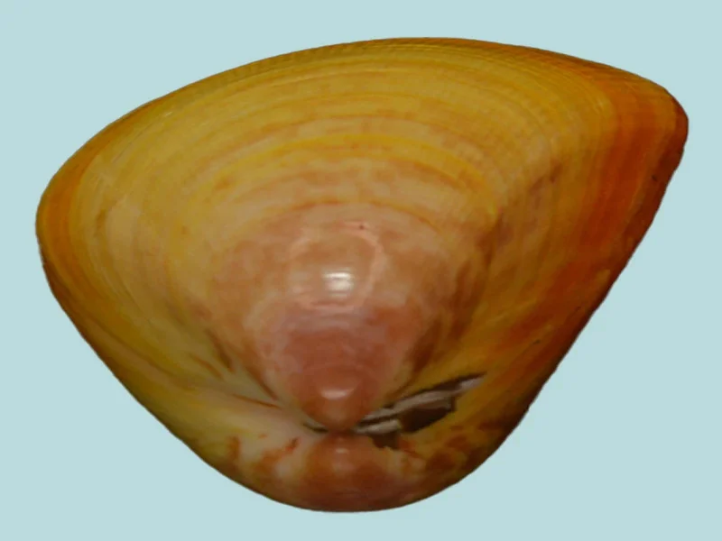 Acrosterigma attenuatum ( 70.76mm )