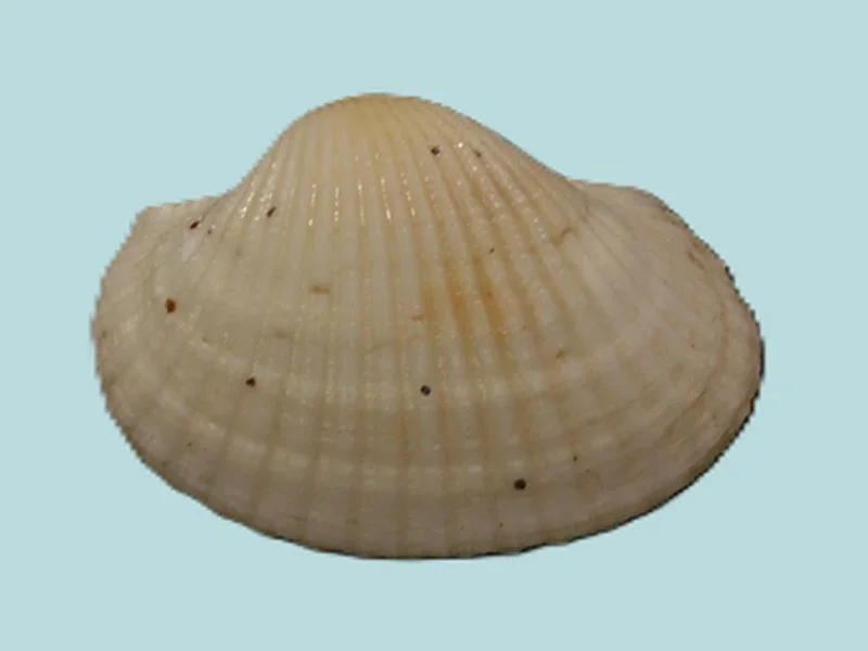 Tegillarca Granosa (28.69mm)