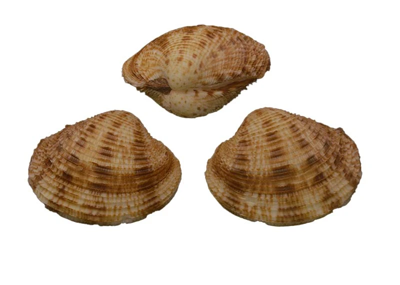 Antigona chemnitzii (34.89mm)