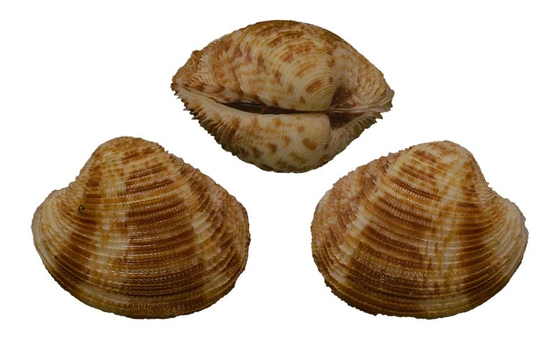 Bivalvia
