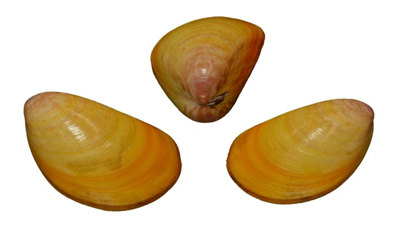 Cardiidae