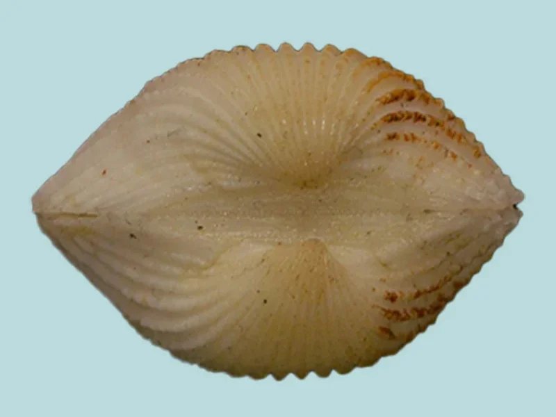 Tegillarca Granosa (18.83mm)