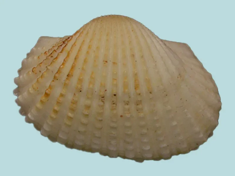 Tegillarca Granosa (18.83mm)