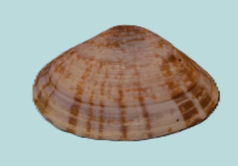 Mactra achatina(18.61)