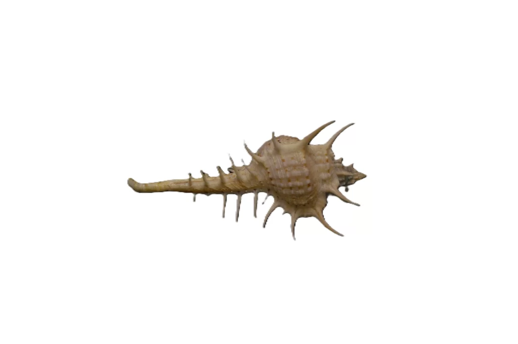 Murex pecten { 71.29mm }