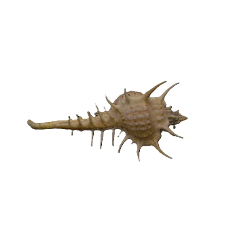 Murex pecten { 71.29mm }