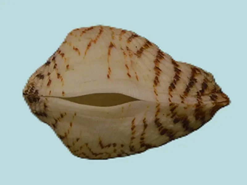 Arca Zebra (29.15 mm)