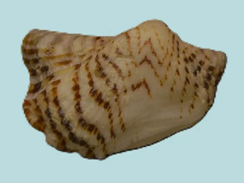 Arca Zebra (29.15 mm)