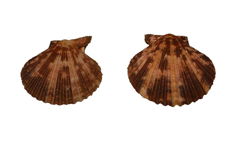 Pectindae