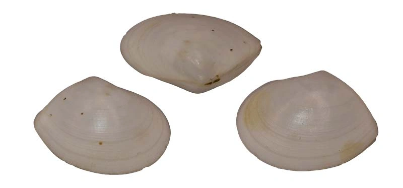 Psammacoma Gubernaculum(22.36mm)