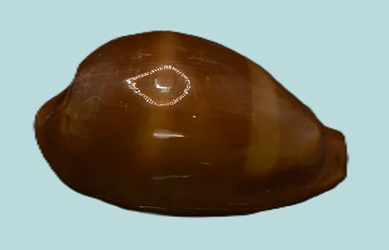 Erronea Adusta Persica Shell