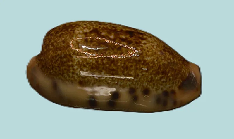 Erronea Caurica Dracaena Shell