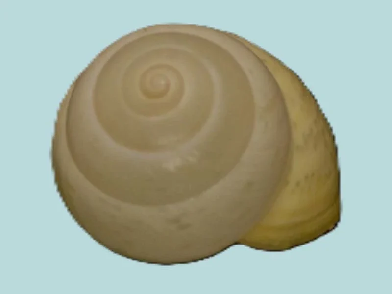 Elaphroconcha Javacensis (28.51mm)