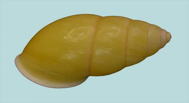 Amphidromus chloris(42.36mm)