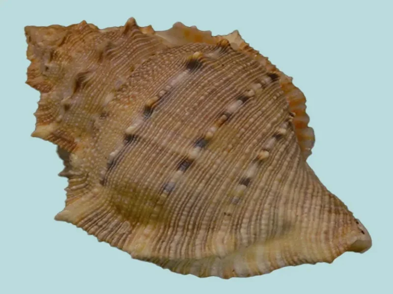 Bufonaria Crumena (77.68mm)