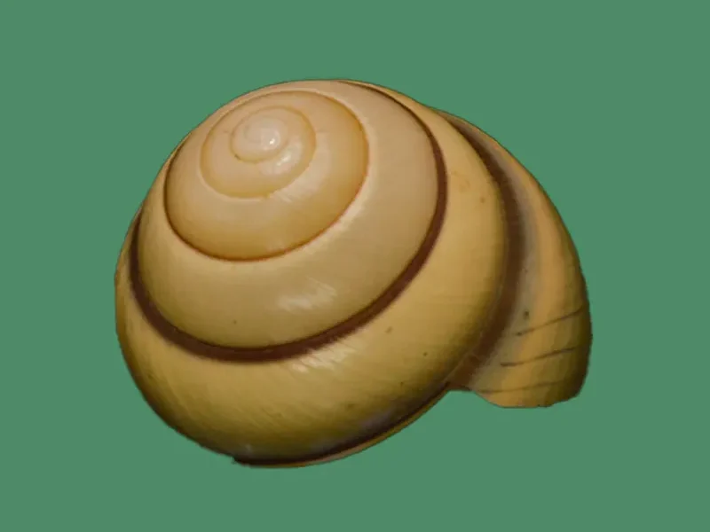 Ryssota ovum shell Ryssota ovum land snail shell Natural Ryssota ovum specimen