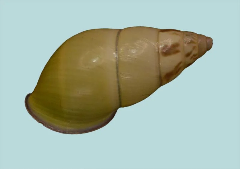 Amphidromus  cruentatus (29.83 mm)