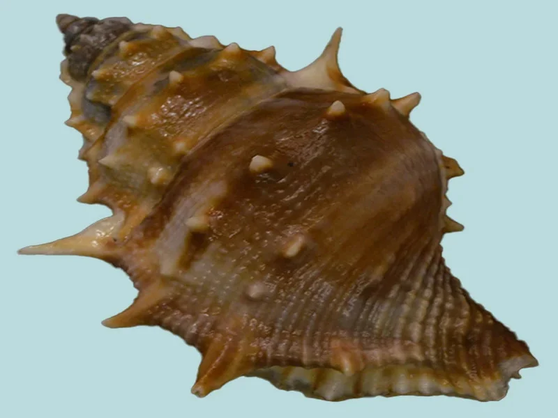 Bufonaria Echinata (72.79 mm)