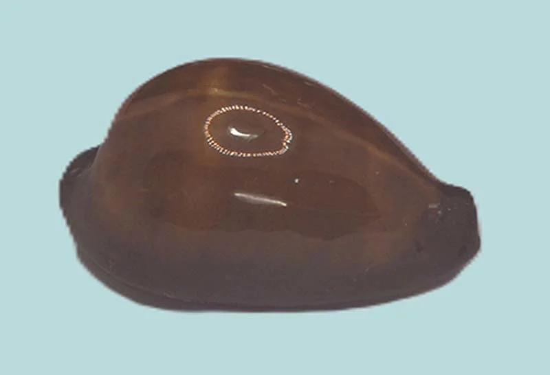 Erronea Adusta Persica(32.26mm)