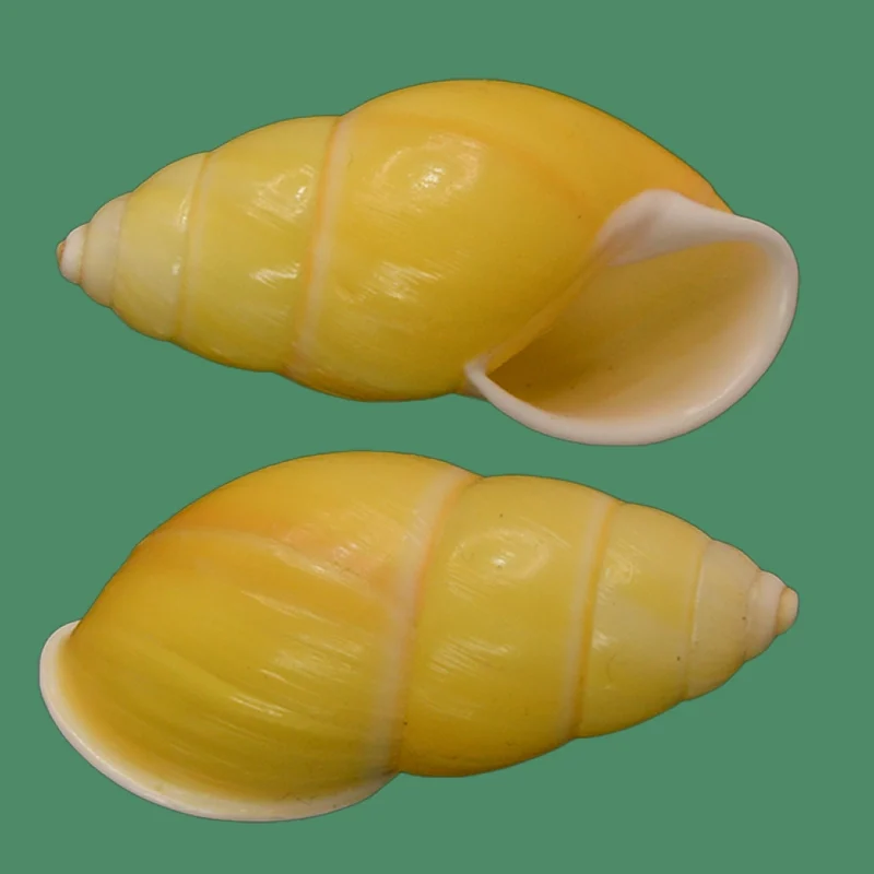 Amphidromus chloris(39.00mm)