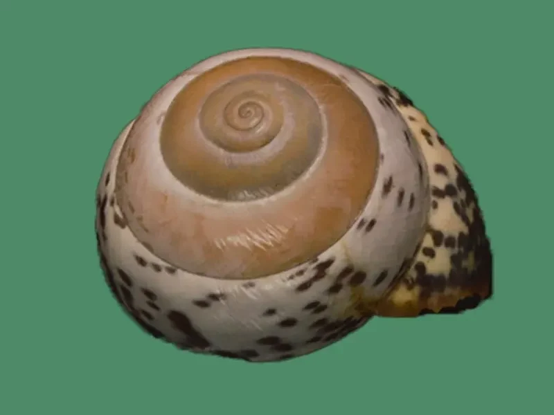 Elaphroconcha Javacensis(28.11mm)