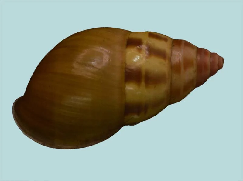 Amphidromus(39.72mm)
