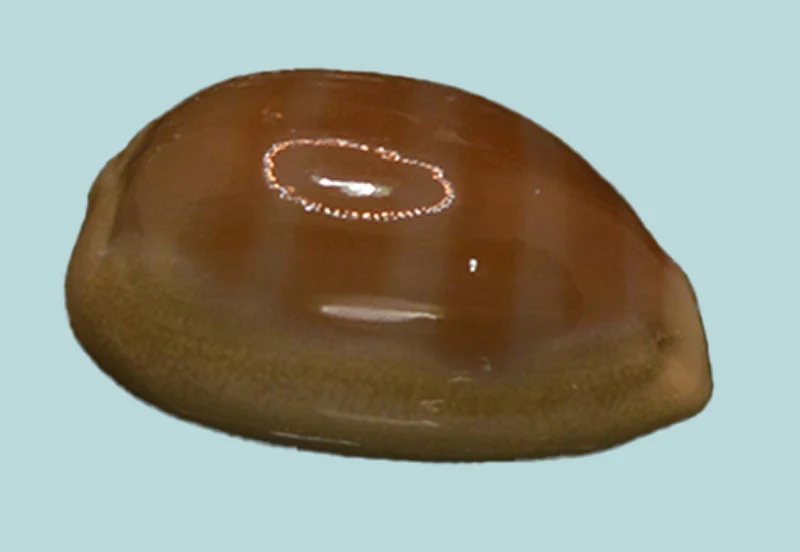 Lyncina Carneola Shell
