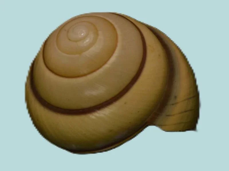 Elaphroconcha Javacensis (27.97mm)