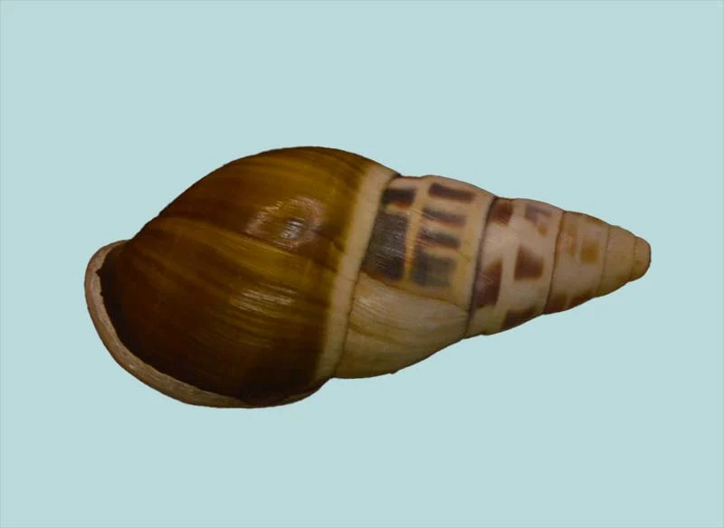 Amphidromus (35.54mm)
