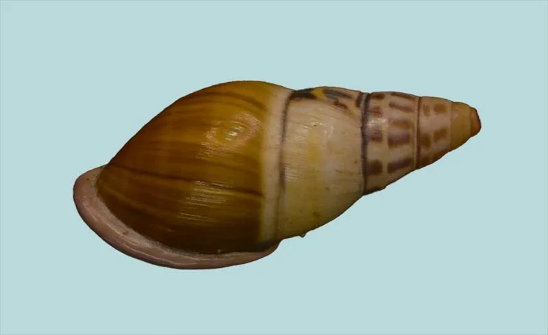 Amphidromus (34.27mm)