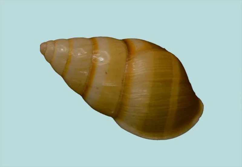 Amphidromus Givenchyi (28.41mm)
