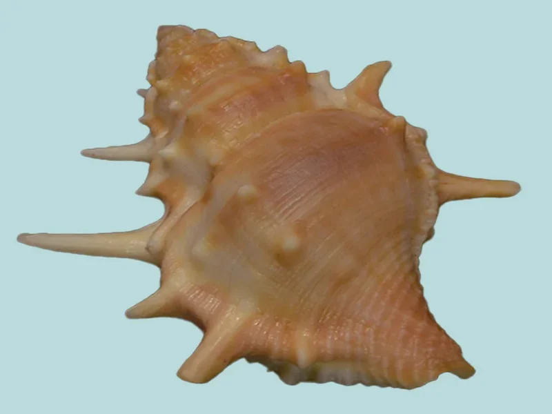 Bufonaria Echinata (50.80 mm)