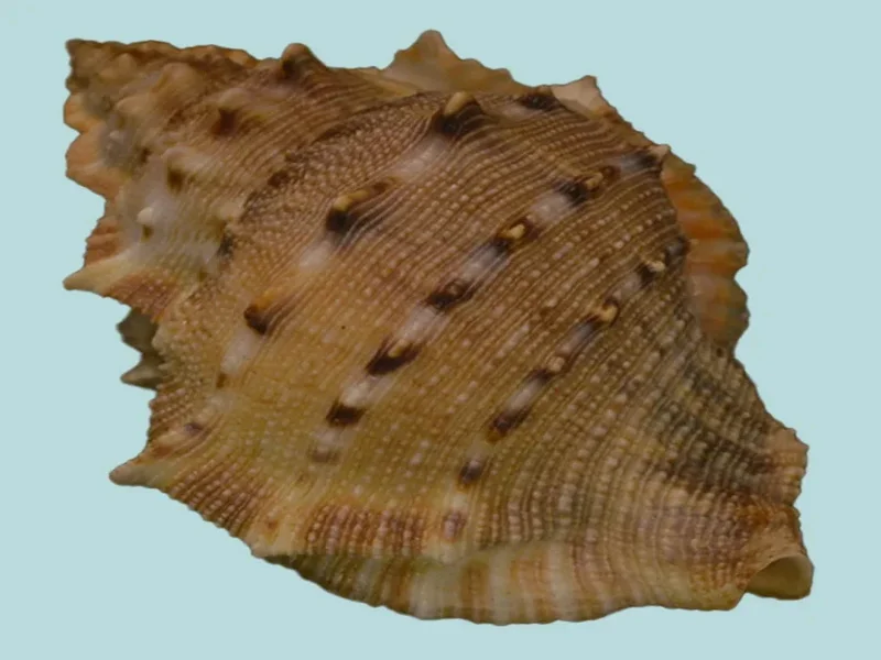Bufonaria Crumena (83.99 mm)