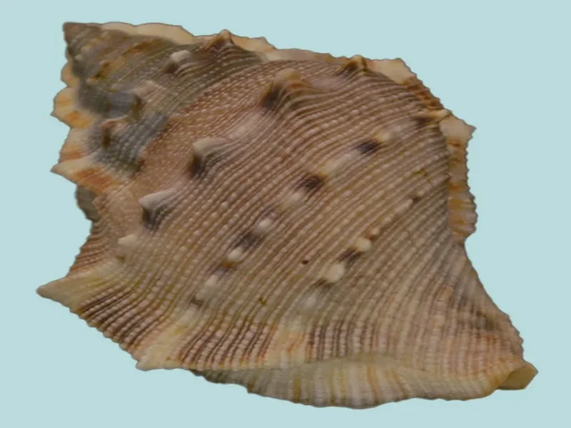 Bufonaria Crumena (71.22 mm)