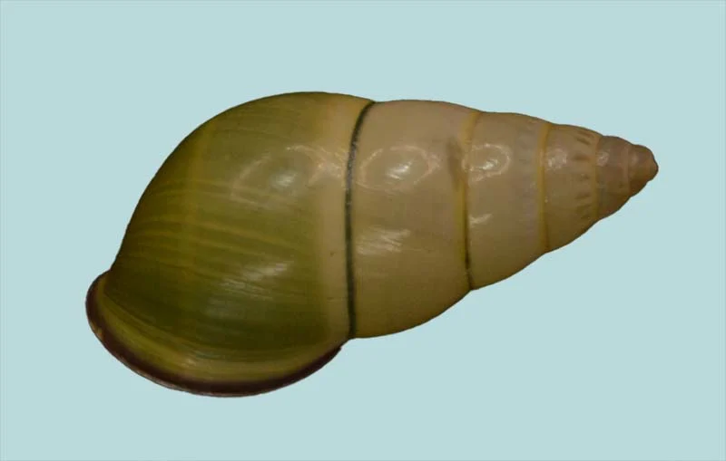Amphidromus Abbasorum(30.22mm)