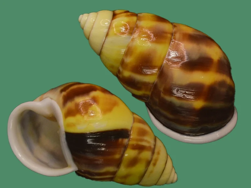 Amphidromus perversus butoti  melanoma(47.52mm)