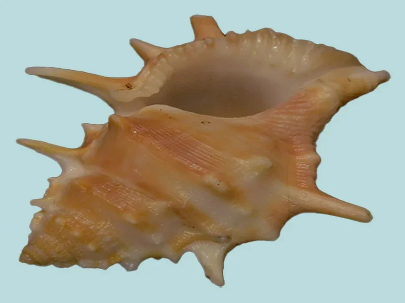 Bufonaria Echinata (50.80 mm)
