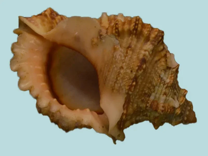 Tutufa bufo(62.56mm)