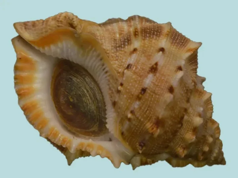 Bufonaria Crumena (83.99 mm)