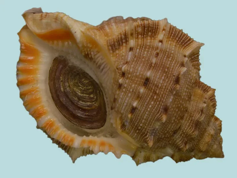 Bufonaria Crumena (77.68mm)