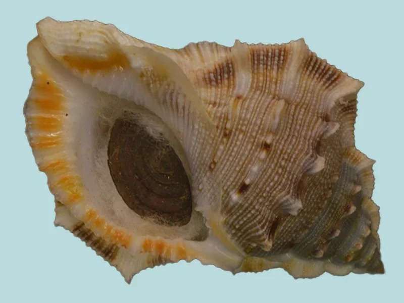 Bufonaria Crumena (71.22 mm)