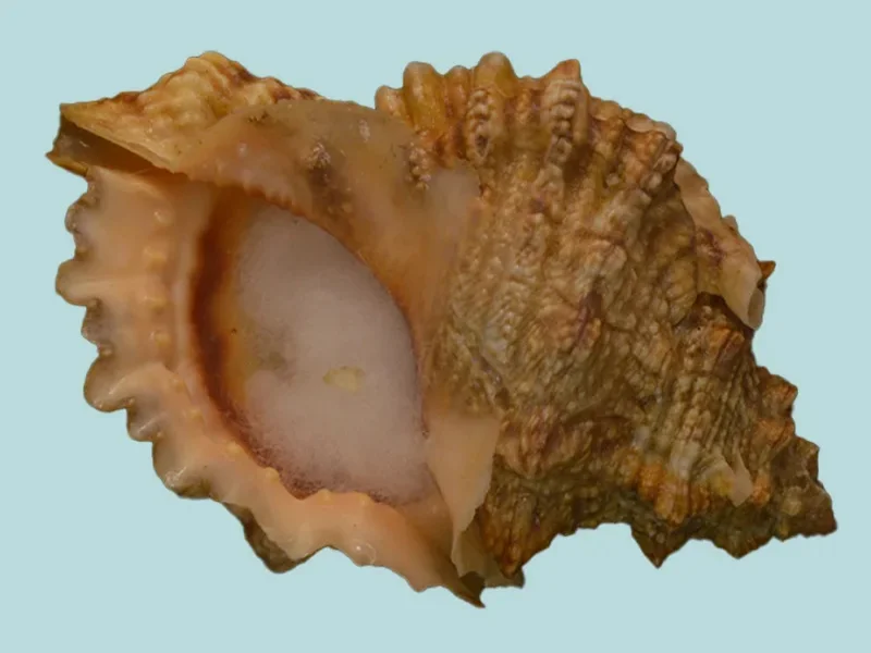 Tutufa bufo (79.34mm)