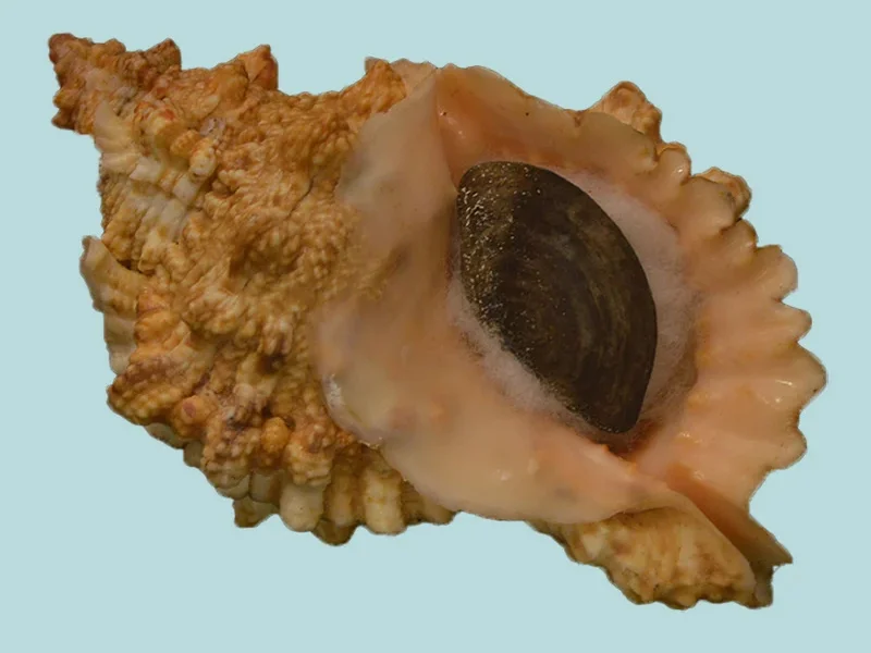 Tutufa bufo (97.92mm)