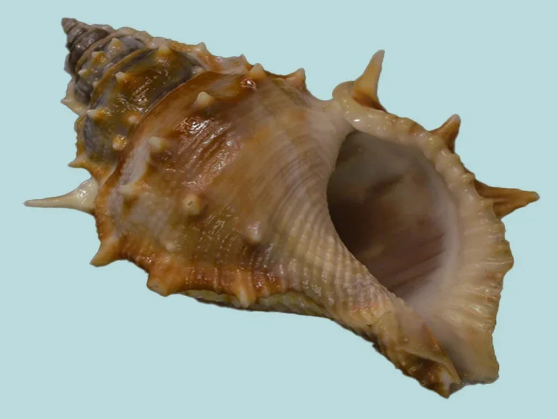 Bufonaria Echinata (72.79 mm)