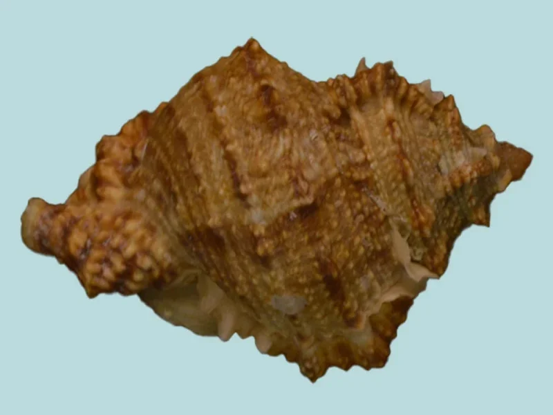 Tutufa bufo(62.56mm)