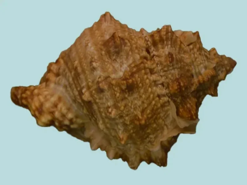 Tutufa bufo (79.34mm)